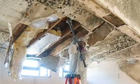 Best Mold Damage Restoration in Altoona, PA